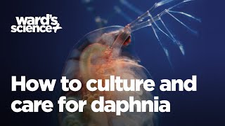 Caring and Culturing for Daphnia [upl. by Keithley]