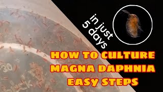 How to Culture Magna Daphnia Easily [upl. by Marcille561]