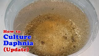 How to Culture Daphnia Update with ZERO Cost  Unlimited Live Food for Our Fish [upl. by Nwavahs]