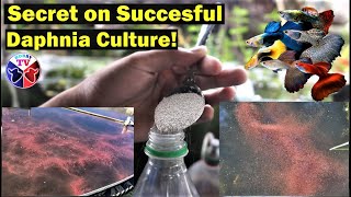 How to Culture Daphnia Successfully [upl. by Ahsemac611]