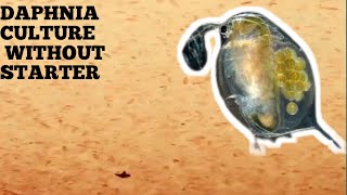 HOW TO CULTURE DAPHNIA NATURALLY WITHOUT A STARTER [upl. by Warford210]