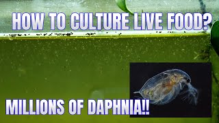 How to Culture Daphnia Secret Method to Breed MILLIONS  Simply Aquatic [upl. by Mordy565]