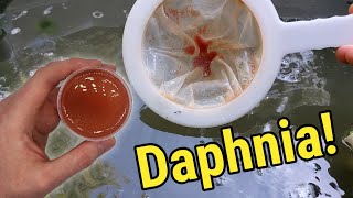 How I Culture Daphnia In Outdoor Tubs [upl. by Einnej685]