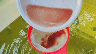 How to culture daphnia  Daphnia culture  How to grow daphnia outdoor [upl. by Tobiah]