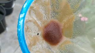 How to culture daphnia moina in a small container Part 1 English Subtitle [upl. by Aromat]