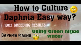 Daphnia MagnaHow to Culture Daphnia Easy wayCulturing Daphnia using Green water Daphnia [upl. by Acyssej]