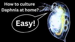 BEST Live Fish Food Beginner guide How to Culture Daphnia at home [upl. by Ieppet121]