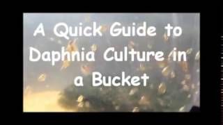 How to culture daphnia outside [upl. by Nichy901]