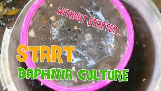 How to culture daphnia moina the easy way 1  Starting the Daphnia culture [upl. by Aleel748]