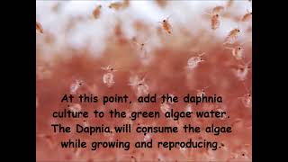 Daphnia  How to grow daphnia in your home [upl. by Munster]