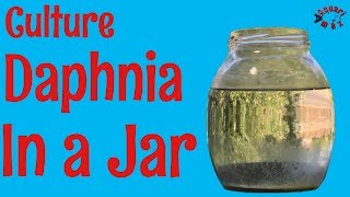 How to Culture Daphnia in a Jar [upl. by Hertberg]