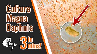 How to culture DAPHNIA MAGNA  The easy way [upl. by Guss368]