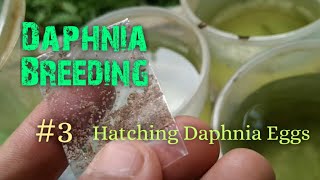 Daphnia Culture made simple and easy 3  Hatching Daphnia eggs [upl. by Halli]