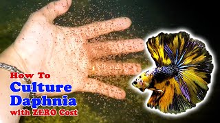 How to Culture Daphnia with ZERO Cost  Unlimited Live Food For Our Fish [upl. by Iverson]