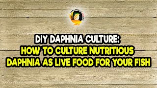 DIY Daphnia Culture How to Culture Nutritious Daphnia as Live Food for Your Fish [upl. by Tessi]