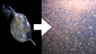 How I Culture Daphnia [upl. by Nnylekoorb]