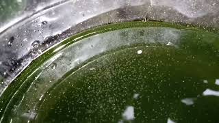 DAPHNIA MOINA CULTURE IN A SMALL BUCKET [upl. by Golter]