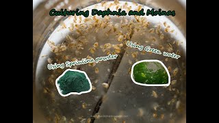 How To Culture Daphnia and Moinas using Green Water Spirulina powder [upl. by Hajar558]