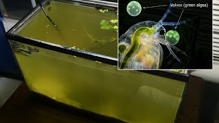 Raising Daphnia for the Freshwater Aquarium [upl. by Vevay]