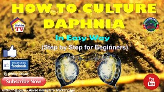 HOW TO CULTURE DAPHNIA In Easy Way [upl. by Euginom47]